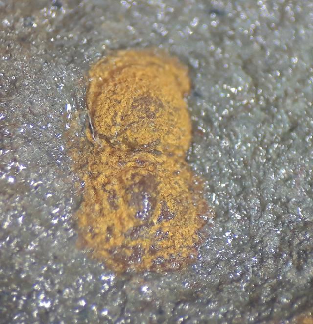 Geragnostus occitanus HOWELL 1935 - Bild &copy; FossNet FossilienStore